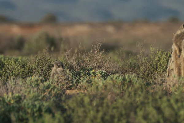 Famiglia Meerkats Svegliò Presto Andò Caccia Oudshorn Nell Afrcia Meridionale — Foto Stock