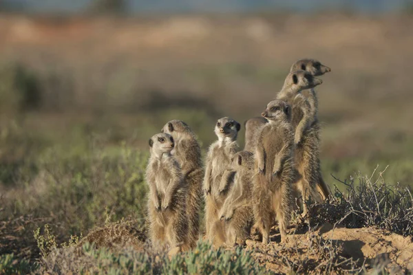 Família Meerkats Acordou Manhã Cedo Foi Caçar Oudshorn Sul Afrcia — Fotografia de Stock