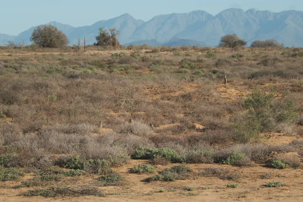 Mirket ailesi sabah erkenden uyanıp Oudshorn, Güney Afrika 'ya ava gitmiş.