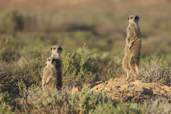 Meerkats Family Woke Early Morning Went Hunting Oudshorn South Afrcia — Stock Photo, Image