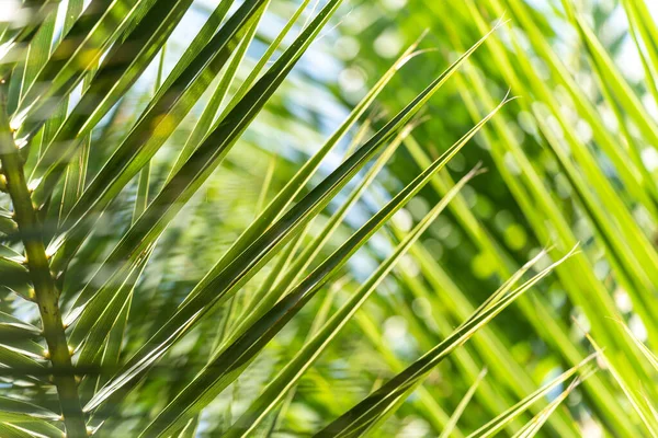 A beautiful view of the crossed green leaves of a palm tree with a background blur. Concept background, texture