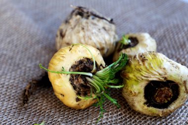 Maca. Canlılık, enerji ve sağlık için Peru kökü. Beyaz Peru Maca 'sı kırsal alanda. Sağlık için kök afrodizyak