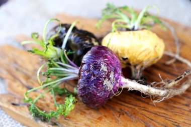 Fresh Peruvian Maca or Peruvian ginseng (lat. Lepidium meyenii). Red, white and black Maca in rustic wooden background. Selective focus.