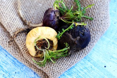 Fresh Peruvian Maca or Peruvian ginseng (lat. Lepidium meyenii). Red, white and black Maca in rustic background. Selective focus.