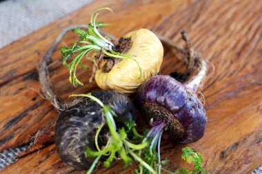 Fresh Peruvian Maca or Peruvian ginseng (lat. Lepidium meyenii). Red, white and black Maca in rustic wooden background. Selective focus.