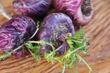Fresh Peruvian Maca or Peruvian ginseng (lat. Lepidium meyenii). Red Maca in rustic wooden background. Selective focus.