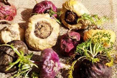 Fresh Peruvian Maca or Peruvian ginseng (lat. Lepidium meyenii). Many Maca in rustic background. Selective focus.