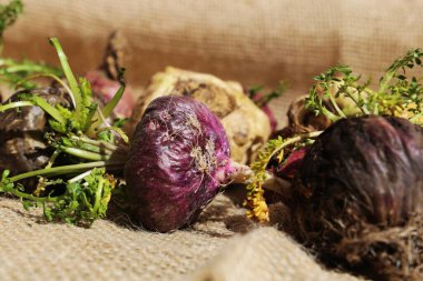 Fresh Peruvian Maca or Peruvian ginseng (lat. Lepidium meyenii). Red Maca in rustic background. Selective focus.
