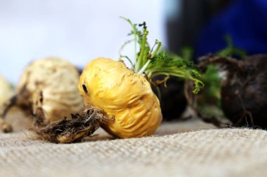 Fresh Peruvian Maca or Peruvian ginseng (lat. Lepidium meyenii). White Maca in rustic background. Selective focus.