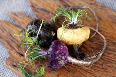 Fresh Peruvian Maca or Peruvian ginseng (lat. Lepidium meyenii). White, black and red Maca in rustic wooden background. Selective focus.