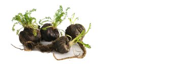 Maca. Canlılık, enerji ve sağlık için Peru kökü. Beyaz arka planda Siyah Perulu Maca. Sağlık için kök afrodizyak