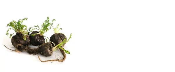 Fresh Peruvian Maca or Peruvian ginseng (lat. Lepidium meyenii). Black Maca in white background. Selective focus.
