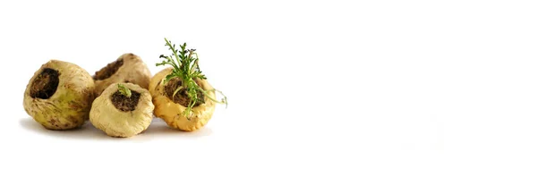 Maca. Canlılık, enerji ve sağlık için Peru kökü. Beyaz arka planda Beyaz Perulu Maca