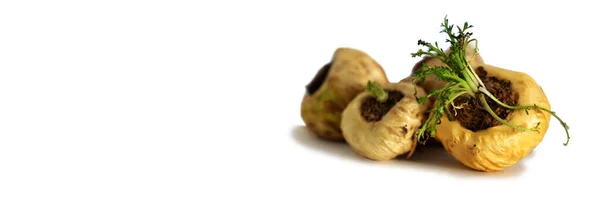 Maca. Canlılık, enerji ve sağlık için Peru kökü. Beyaz arka planda Beyaz Perulu Maca