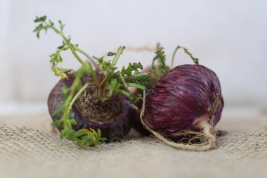 Maca. Canlılık, enerji ve sağlık için Peru kökü. Kırsal arka planda Kırmızı Peru Macası.