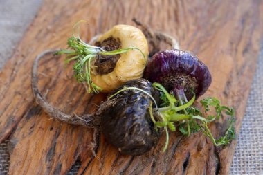 Tahtada üç farklı Peru Macası var..