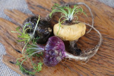 Tahtada üç farklı Peru Macası var..