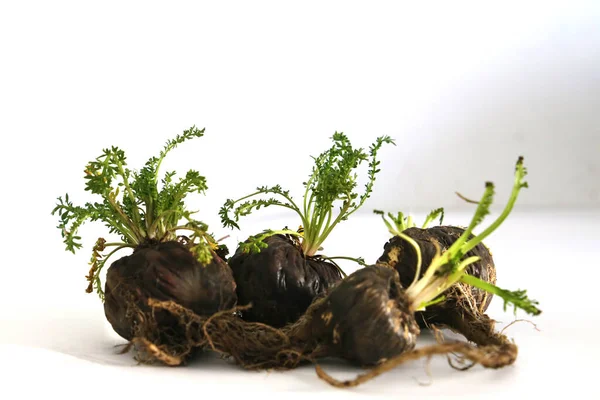 Maca. Canlılık, enerji ve sağlık için Peru kökü. Beyaz arka planda Siyah Perulu Maca. Sağlık için kök afrodizyak.