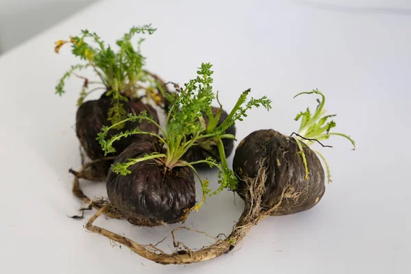 Maca. Peruvian root for vitality, energy and healty. Black Peruvian Maca in white background. Root aphrodisiac for health.