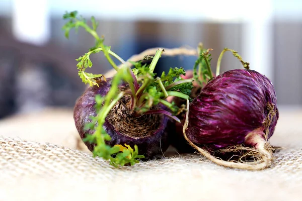 Maca. Canlılık, enerji ve sağlık için Peru kökü. Kırsal arka planda Kırmızı Peru Macası.