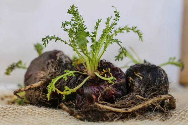 Maca. Peruvian root for vitality, energy and healty. black Peruvian Maca in rustic background.