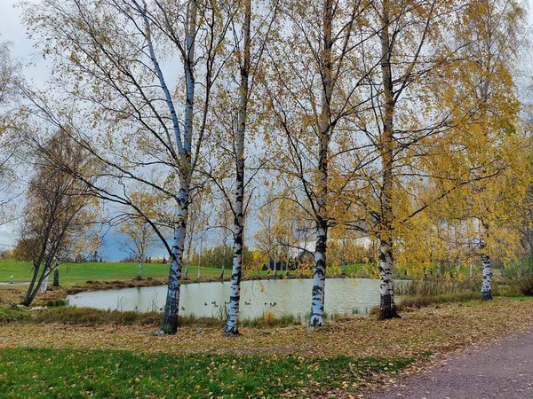 Podzimní Krajina Helsinkách Břízami Rybníkem — Stock fotografie