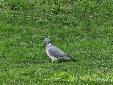 Çevredeki yeşil çayırlara bakan sıradan bir orman güvercini.
