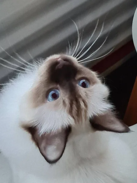 Біла Кішка Коричневим Носом Дивиться Вгору Великими Блакитними Очима — стокове фото