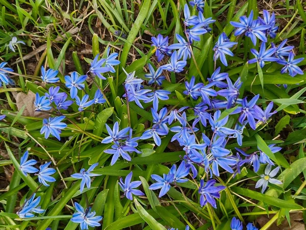 Belles Fleurs Bleu Gloire Neige Fleurit Richement Dans Prairie Printemps — Photo