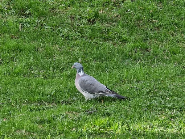 Çevredeki yeşil çayırlara bakan sıradan bir orman güvercini.