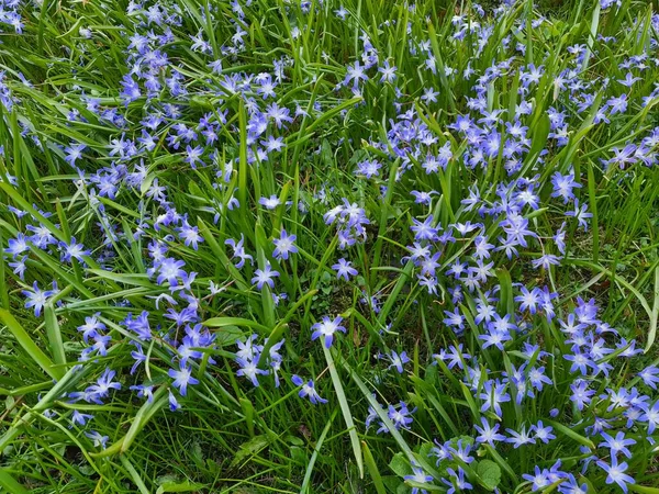 緑豊かな春の草原には 美しい雪の栄光の青い花が咲き誇ります — ストック写真