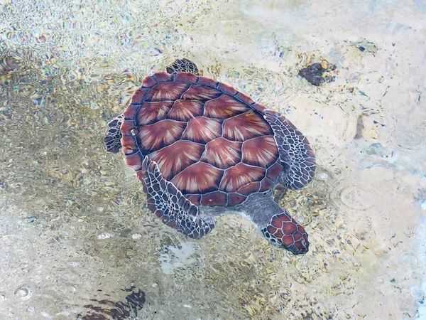 Żółw Morski Cayman Turtle Centre — Zdjęcie stockowe