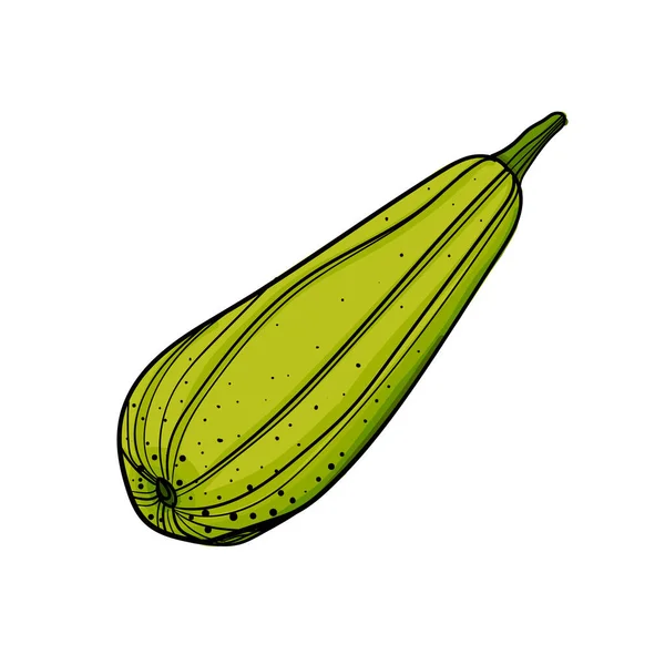 Handgezeichnete Zucchini auf weißem Hintergrund. — Stockvektor