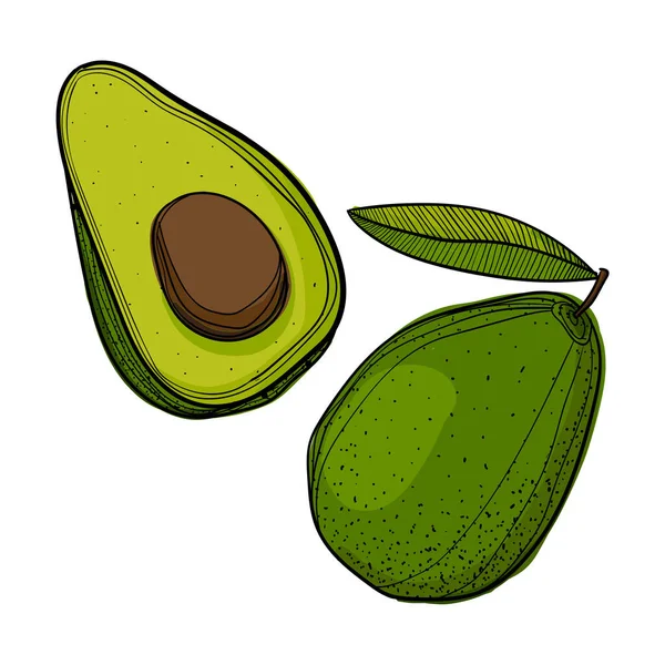 Aguacate dibujado a mano sobre fondo blanco. — Vector de stock