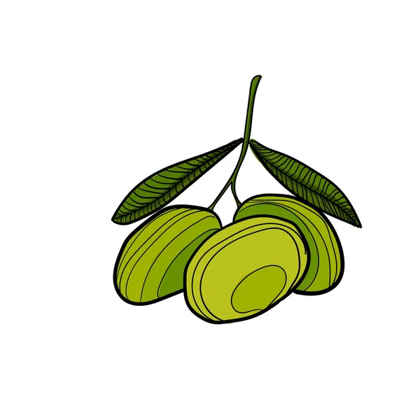 Aceitunas dibujadas a mano sobre fondo blanco. — Vector de stock