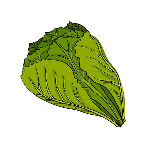 Un bouquet de salade verte dessiné à la main sur fond blanc. — Image vectorielle