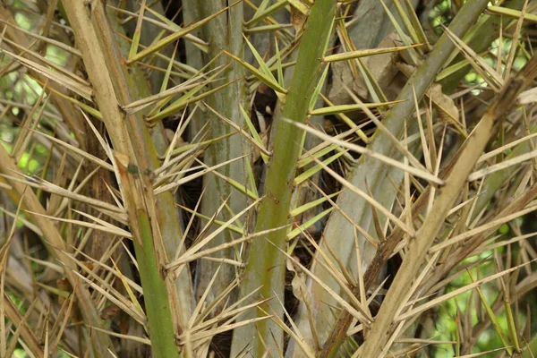 Palm or date tree