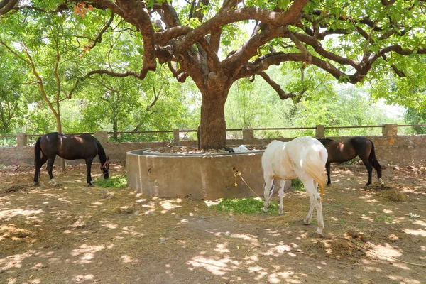 Paardenvoer Marwari Nukra Fokken Paarden Die Groen Hooi Eten Onder — Stockfoto