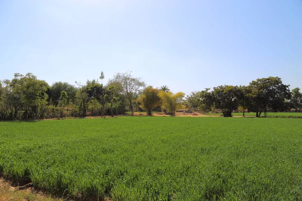 Weizenfeld Und Landschaft — Stockfoto