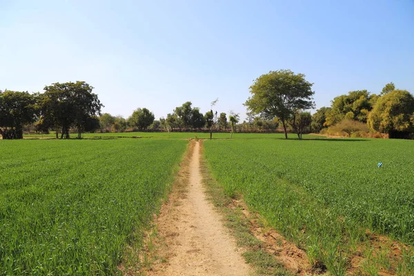 Campo Trigo Paisagem Rural — Fotografia de Stock