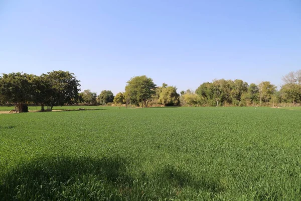 麦畑と田園風景 — ストック写真