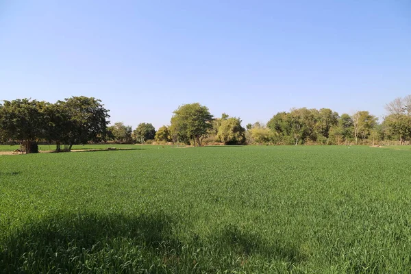 Campo Trigo Paisaje Rural — Foto de Stock