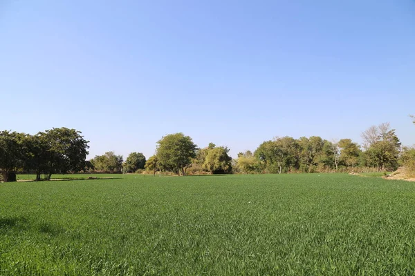 Пшеничное Поле Сельские Пейзажи — стоковое фото