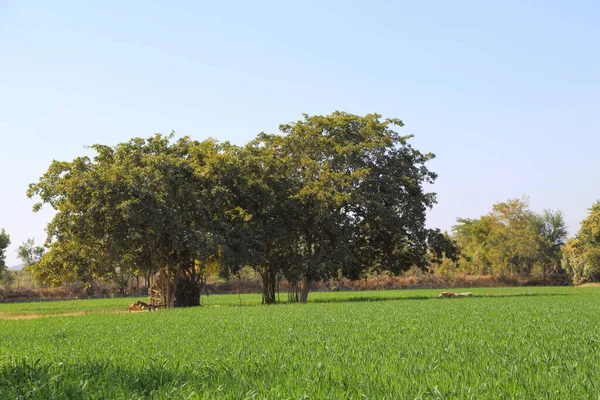 Wheat Field Countryside Scenery — Stock Photo, Image