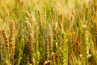 Buğday tarlası ya da buğday tarlası