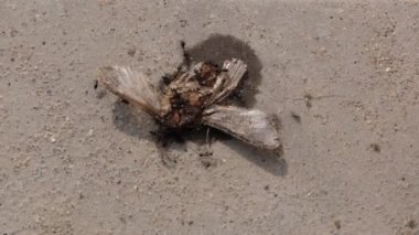 Böcek ya da arı yiyen karıncalar