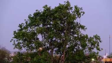 Ficus religiosa ağacı veya dikiz ağacı