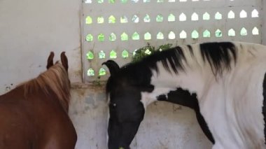 Palomino, kestane ve saman yiyen kabuklu atlar.