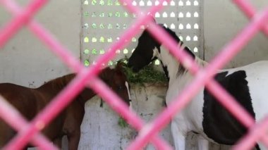 Palomino ya da kestane kestanesi ve kabuklu atlar kapının arkasında saman yiyorlar..
