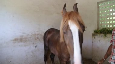 Udaipur, Hindistan, 28.6. 2015 yılı. Bekçi, Udaipur 'daki ahırda Marwari cinsi bir at besliyor..